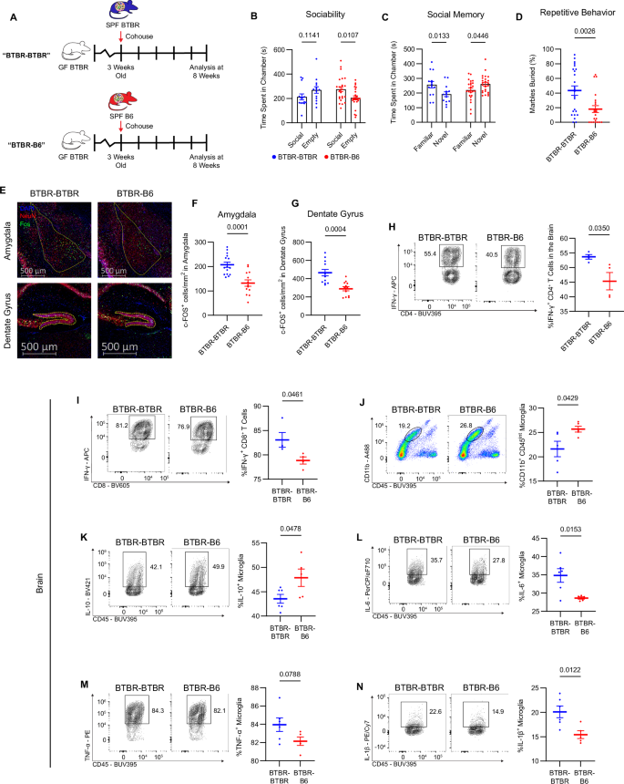 Fig. 5: Healthy B6 microbiota confers neurotypical behavior and neuroimmune modulation in BTBR mice.