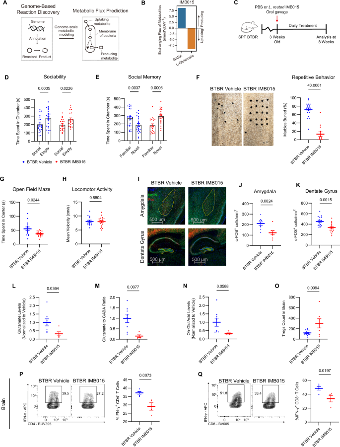 Fig. 7: L. reuteri IMB015 therapeutically alleviates ASD-associated phenotypes.