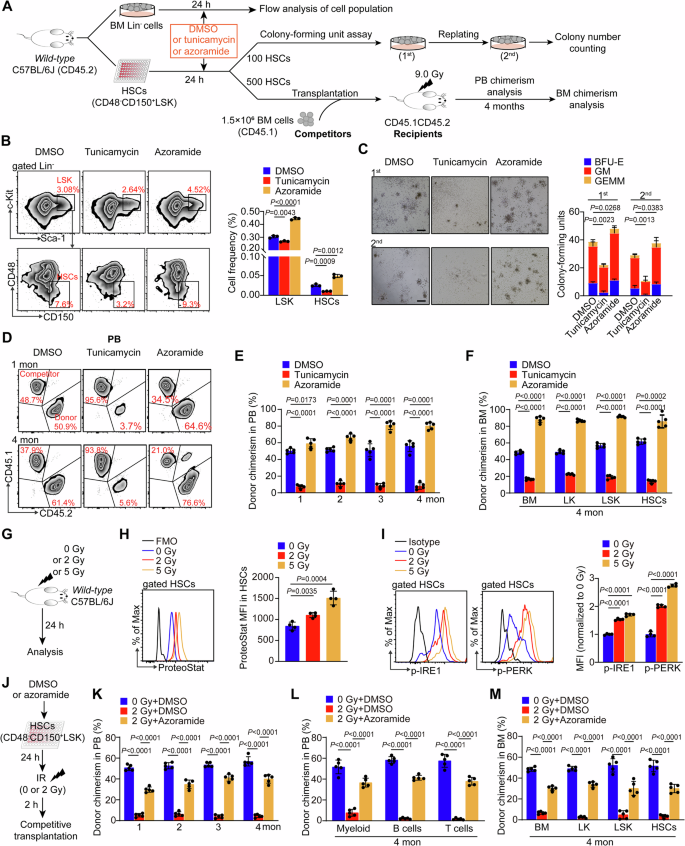 Fig. 1: Suppression of ER stress contributes to HSC maintenance during in vitro culture and IR-induced injury.
