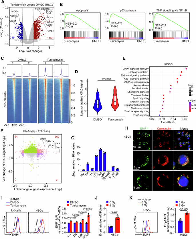 Fig. 2: ER stress induces the expression of EMP1 in HSCs, where it is localized within the ER.