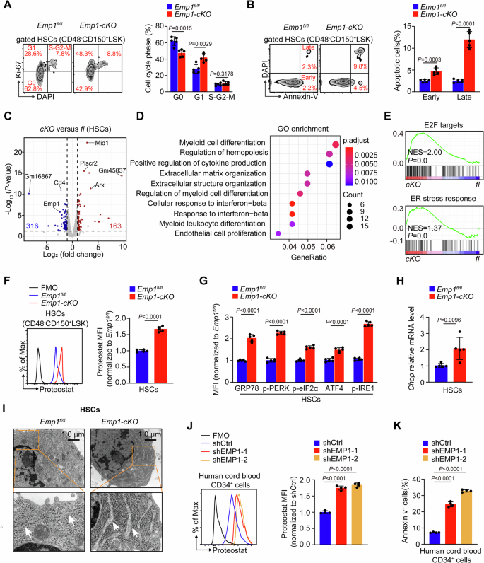 Fig. 4: Emp1 deficiency leads to the formation of protein aggregates and induces ER stress in HSCs.