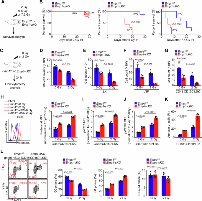 Fig. 5: Loss of Emp1 aggravates HSC defects under IR conditions.
