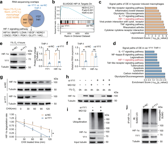 Fig. 3: YY1 stabilizes HIF-1α by promoting its SUMOylation and inhibiting its ubiquitination.