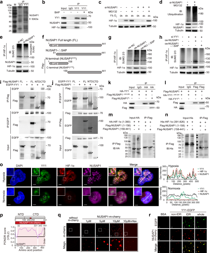 Fig. 4: YY1 promotes the stability of HIF-1α by binding to NUSAP1.
