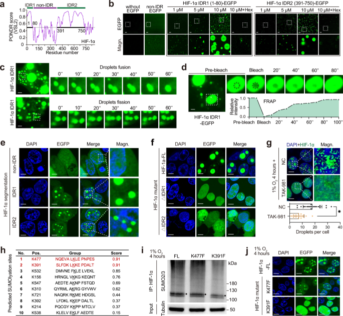 Fig. 5: HIF-1α undergoes SUMOylation-related phase separation under hypoxia.