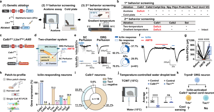 Fig. 1: Identification of cool-sensitive Calb1Trhr neurons in the SDH.