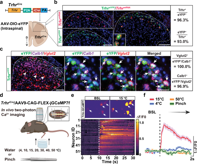 Fig. 2: Innocuous cool temperature activates Trhr+ neurons in the SDH.
