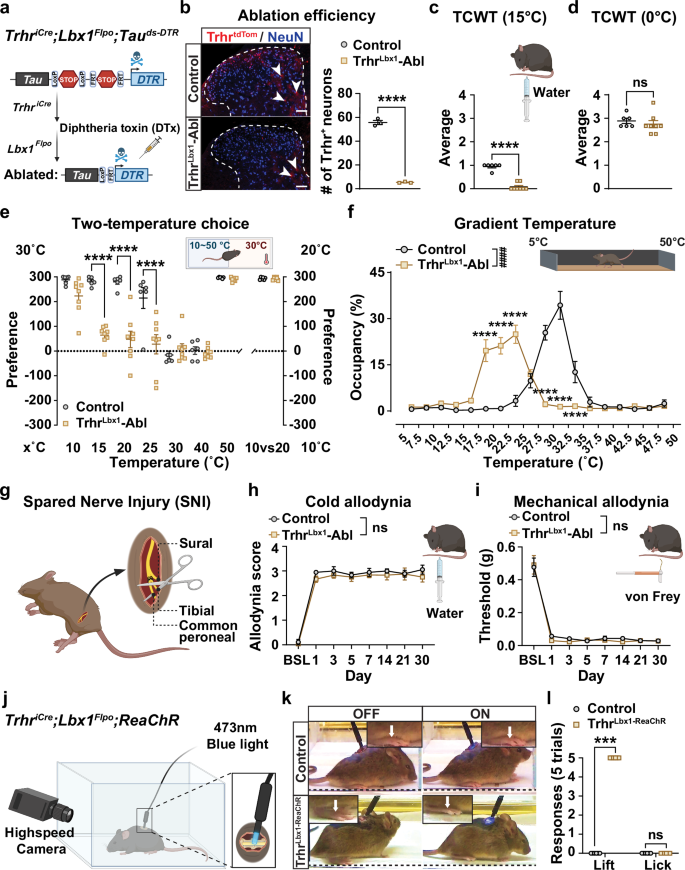 Fig. 3: Ablation of Trhr+ neurons within the SDH leads to deficits in cool sensation.