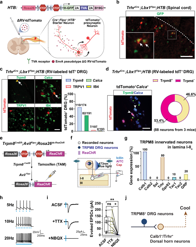 Fig. 4: Trhr+ neurons receive monosynaptic inputs from TRPM8+ sensory afferents.
