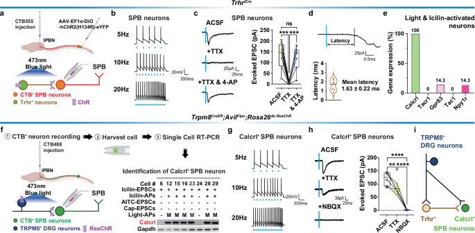 Fig. 5: Identification of cool-sensitive spinoparabrachial neurons.