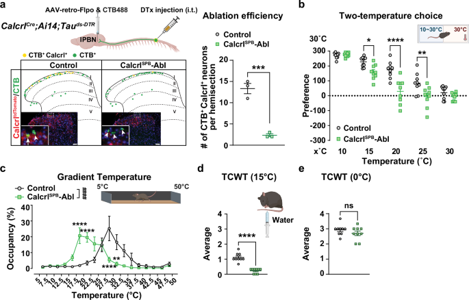 Fig. 6: Calcrl+ SPB neurons mediate cool sensation.