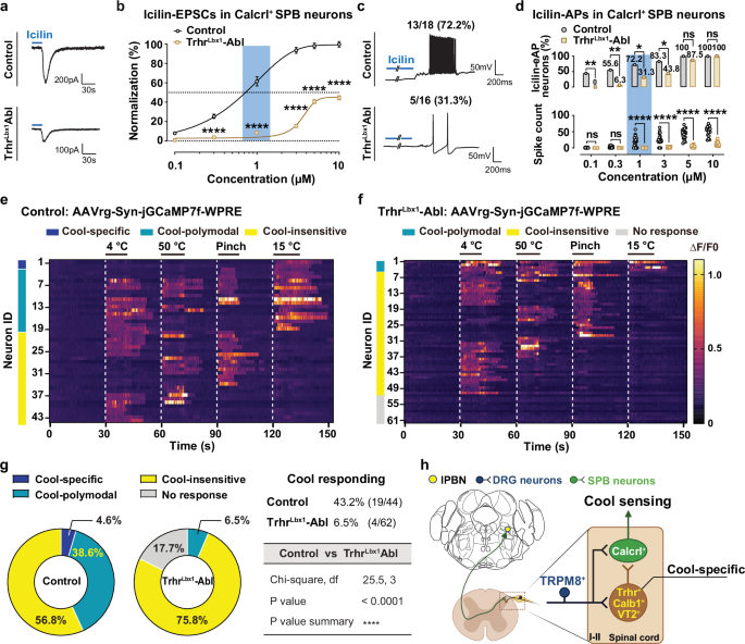 Fig. 7: Trhr+ interneurons amplify cool information transmission to Calcrl+ SPB neurons.