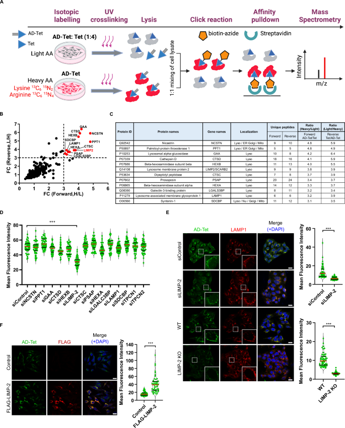 Fig. 2: Identification of LIMP-2 as a putative target of Tet.