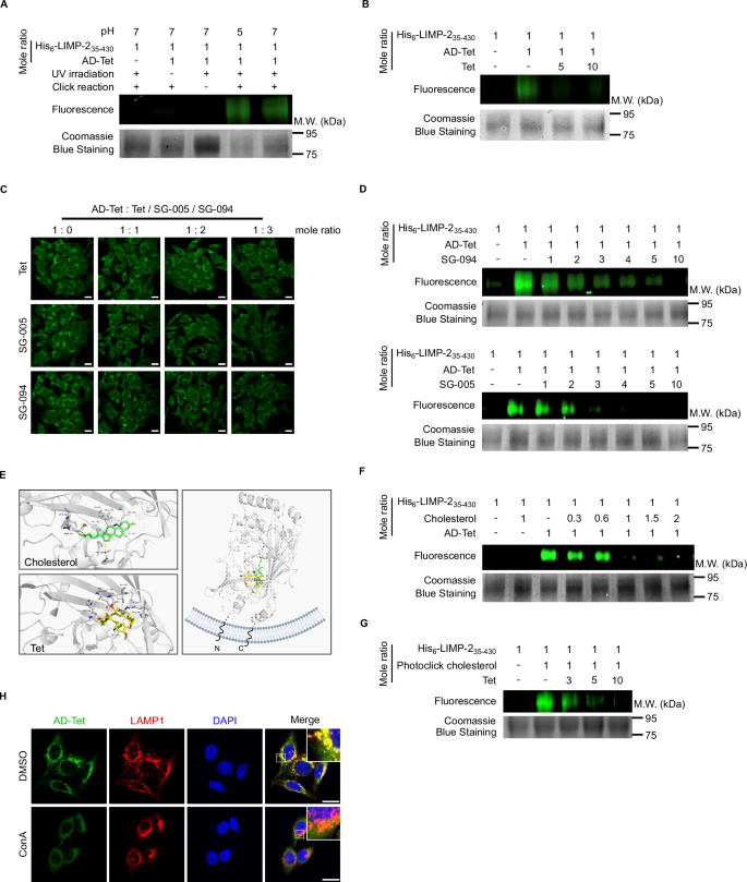 Fig. 3: Interaction between LIMP-2 and Tet.