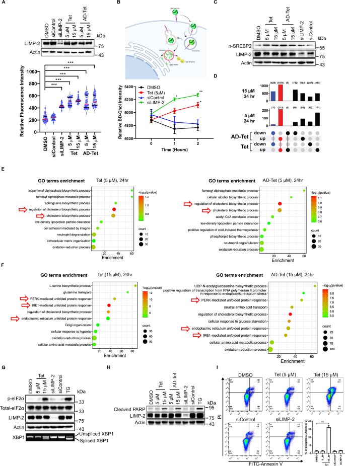 Fig. 5: Tet differentially regulates cell cholesterol homeostasis and cell death.