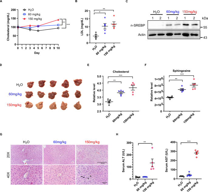 Fig. 6: Pharmacological activity of Tet in vivo.