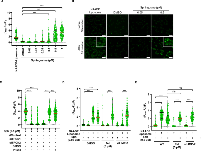 Fig. 8: Role of sphingosine in the regulation of NAADP-mediated Ca2+ signaling.