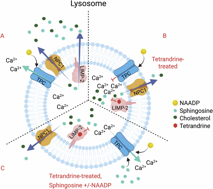 Fig. 9: Schematic illustration of the proposed mechanism of Tet-mediated inhibition of NAADP-mediated calcium signaling.
