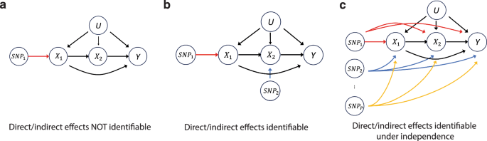 Fig. 2: Identifiability of the direct and indirect causal effects between traits under three scenarios.