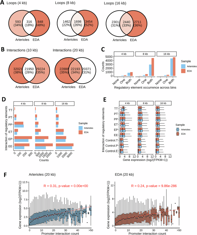 Fig. 2: Chromatin contact regions in human arterioles contain DNA regulatory elements and correlate with greater gene expression.