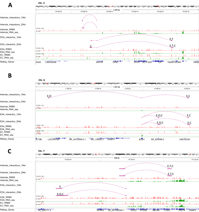 Fig. 3: Chromatin interactions with gene promoters, DNA methylation, and mRNA abundance of representative genes essential to arteriolar function.