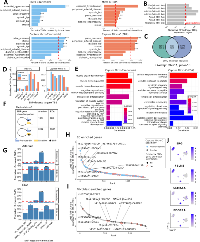Fig. 4: Chromatin contact regions in human arterioles are enriched for SNPs associated with blood pressure and stroke.