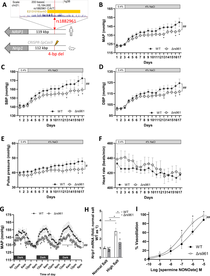 Fig. 6: Deletion of a 4-bp noncoding genomic segment containing the rs1882961 orthologous site attenuates salt-induced hypertension in the Dahl salt-sensitive (SS) rat.
