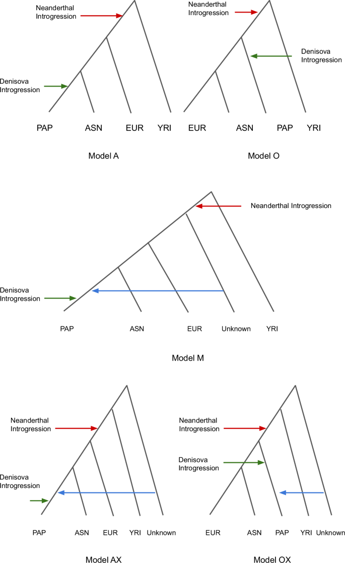 Fig. 2: Simplified schematic of demographic models tested in this Study.