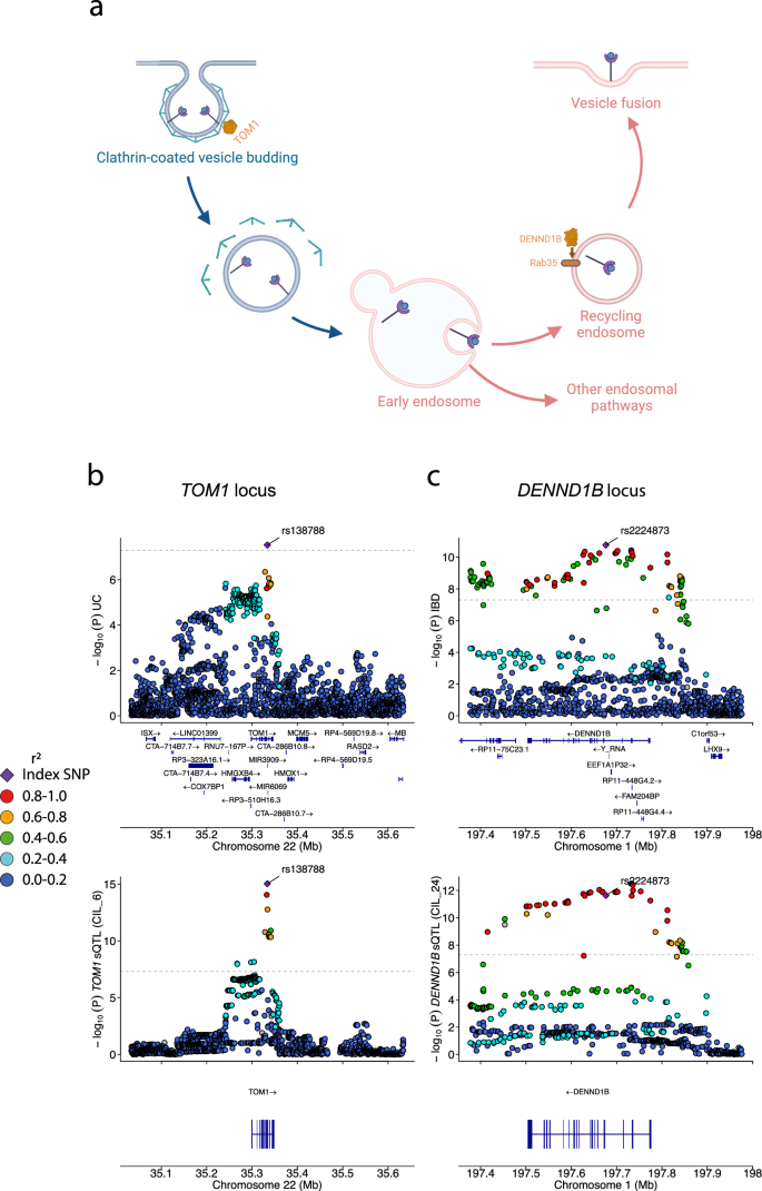 Fig. 7: TOM1 and DENND1B sQTLs colocalise with Crohn’s disease signals.