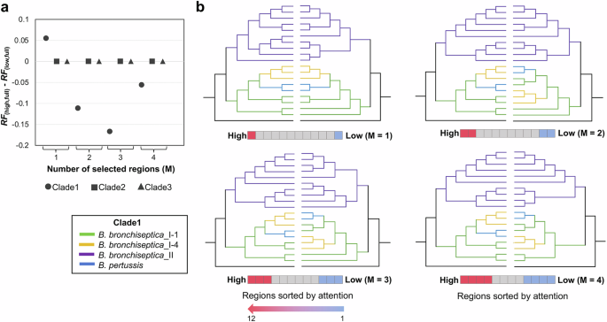 Fig. 6: Phylogenetic trees constructed from high-attention regions show greater similarity to full-length sequence trees compared to those built from low-attention regions on the Bordetella dataset.