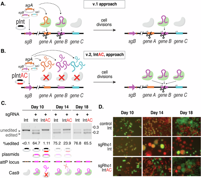 Fig. 1: Schematic of the IntAC system and validation of transient inhibition by anti-CRISPR in Drosophila cells.