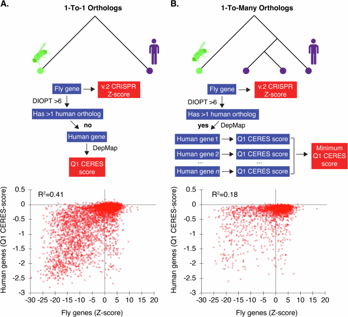 Fig. 4: Correlation between Drosophila fitness genes and human orthologs in IntAC screens.