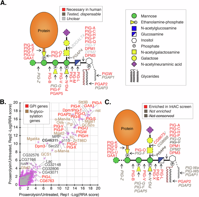 Fig. 5: Genome-wide positive selection of GPI-anchor-synthesis- and N-glycosylation-defective cells in a proaerolysin (PA)-resistance screen.