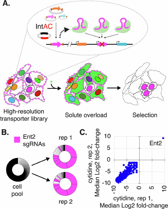 Fig. 7: Positive selection of a nucleoside transporter using IntAC in a solute overload screen.