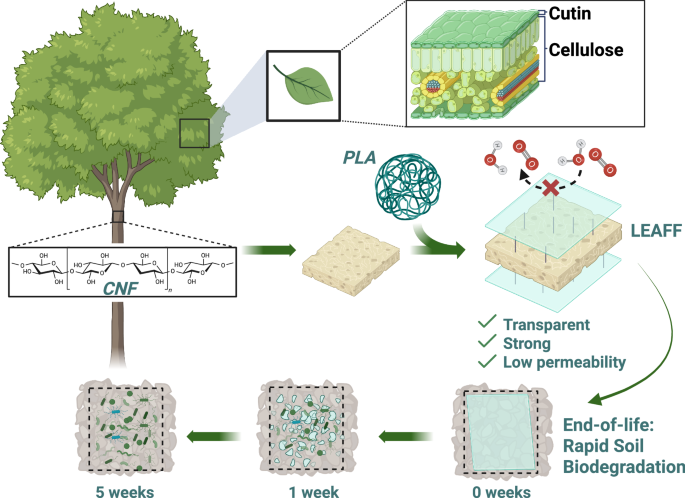 Fig. 1: Representation of LEAFF life cycle.