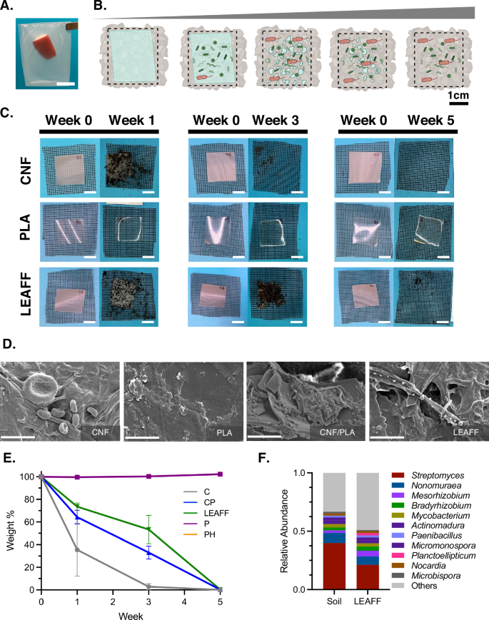 Fig. 5: Rapid biodegradation of LEAFF films in soil.