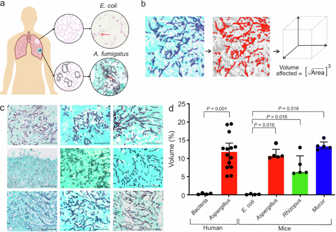Fig. 6: Tissue histology from human and animal studies.