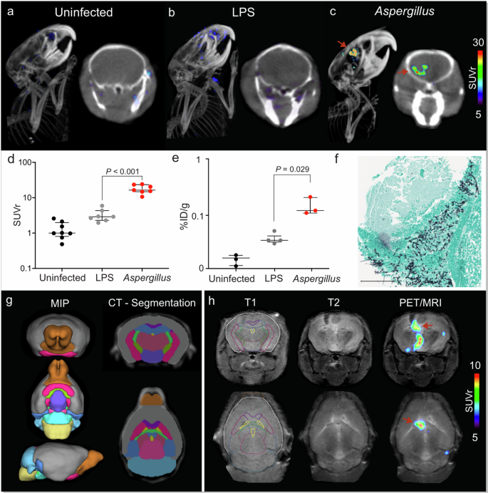 Fig. 7: Mouse model of invasive cerebral aspergillosis.