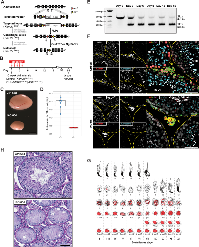 Fig. 1: Testicular atrophy in Kdm2a iKO animals.