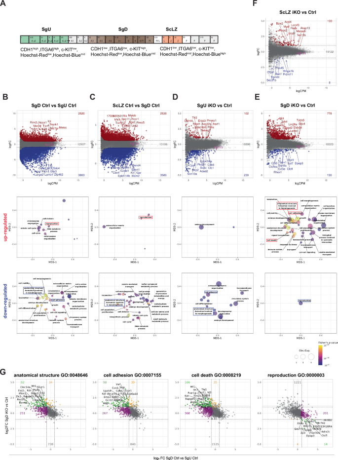 Fig. 4: Kdm2a iKO mice fail to repress developmental genes during early spermatogenesis.