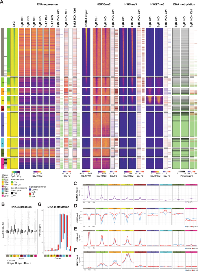 Fig. 5: KDM2A target genes are associated with Polycomb repression.