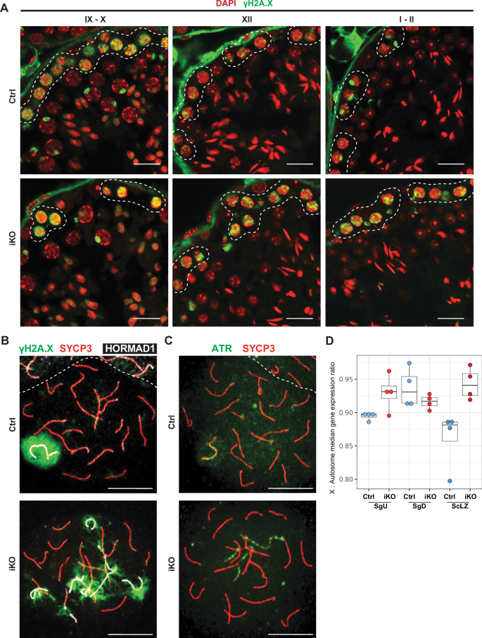 Fig. 6: Impairment of meiotic progression to the pachytene stages in Kdm2a iKO.