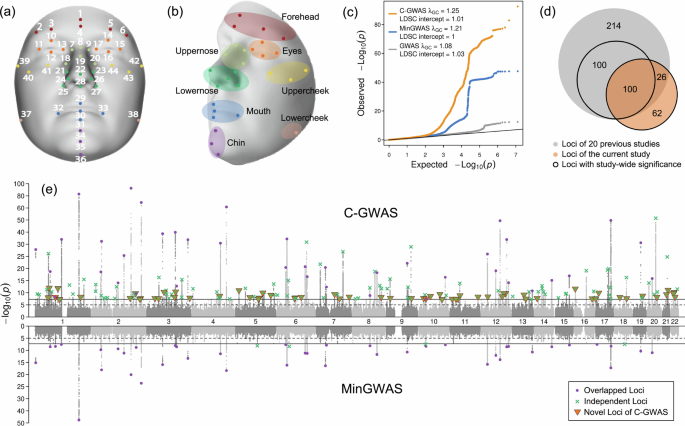 Fig. 1: C-GWAS identified 188 genetic loci with study-wide significant face association.