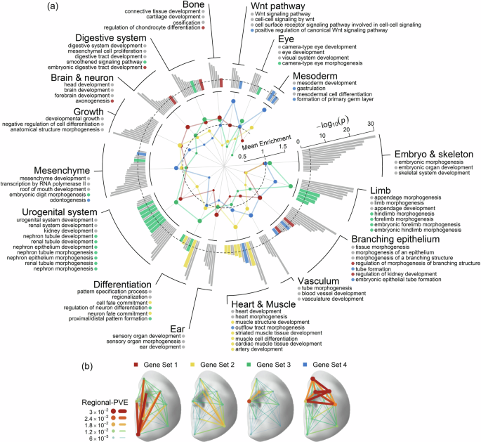 Fig. 3: Enriched biological processes and four clusters of face candidate genes.