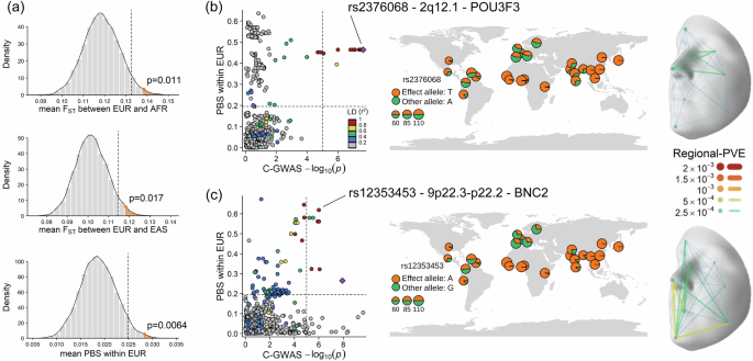 Fig. 6: Face-associated SNPs under positive selection in Europeans.
