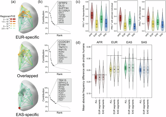 Fig. 7: Inferring the relationship between archaic and modern human facial shape using face-associated SNPs.