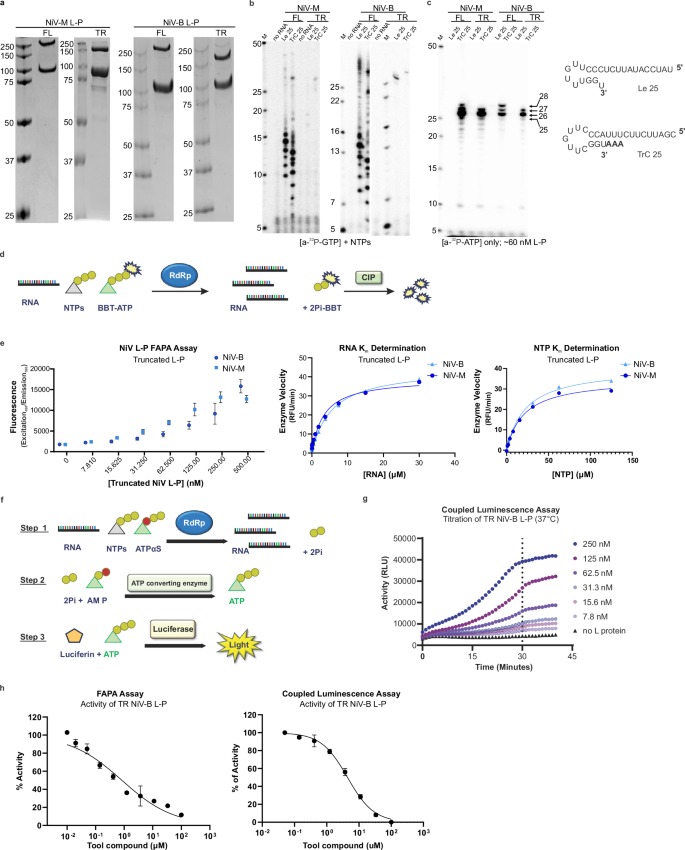 Fig. 1: Enzymatic assays for purified NiV-M and NiV-B L-P complexes.