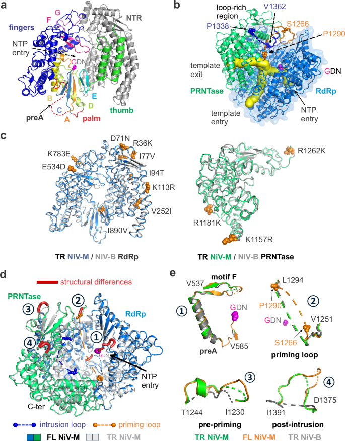 Fig. 3: Structural comparison of FL/TR NiV-M and TR NiV-B L proteins.