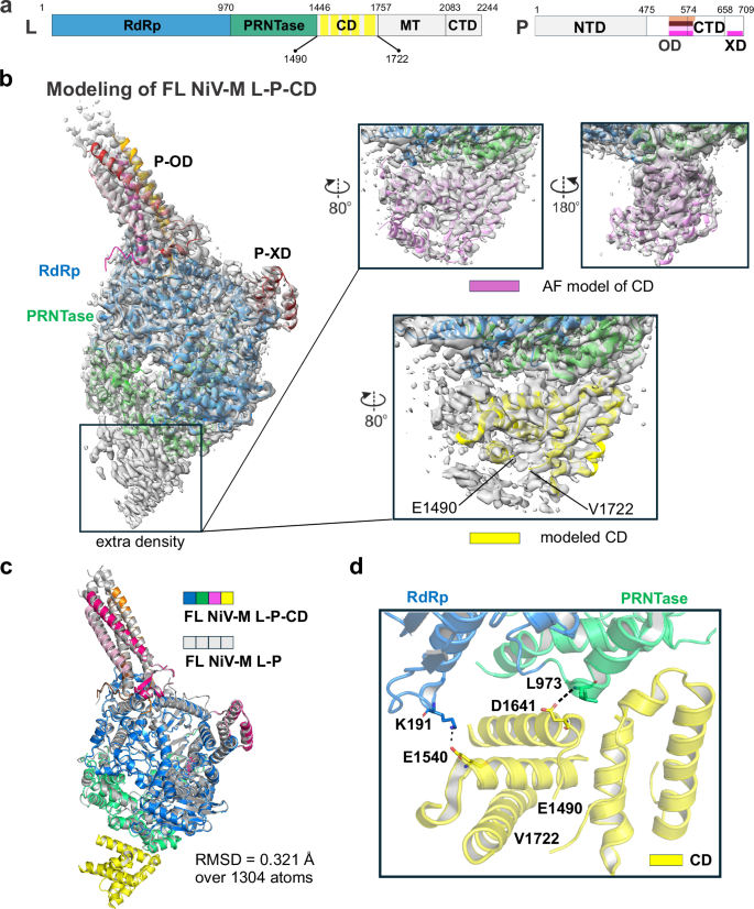 Fig. 5: Identification of an interface between RdRp-PRNTase and CD in NiV polymerase.