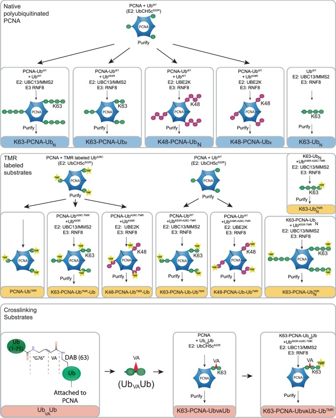 Fig. 1: PCNA toolbox used for analysis of USP1/UAF1 mechanism on K63- or K48- polyubiquitinated PCNA.